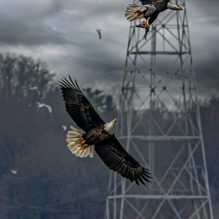 American Bald Eagles fighting for a fish in front of power lines and towers at Conowingo Dam in Maryland.