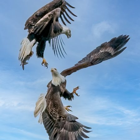 Fighting American Bald Eagles with talons extended and one holding a fish at Conowingo Dam, Darlington, Delaware.